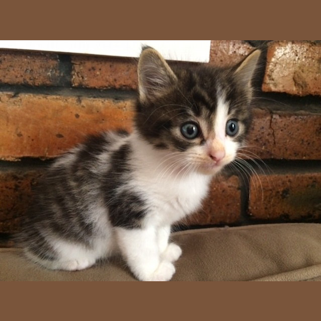 Photo of Mork