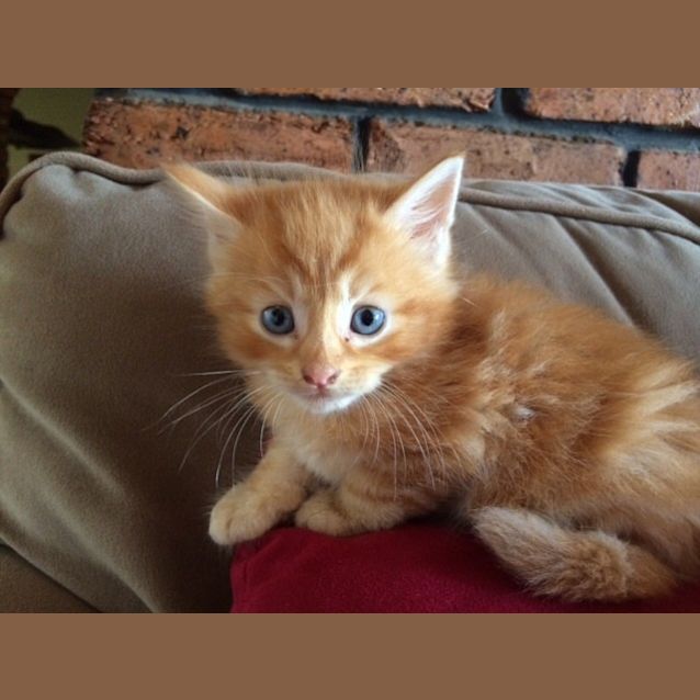 Photo of Frizzle