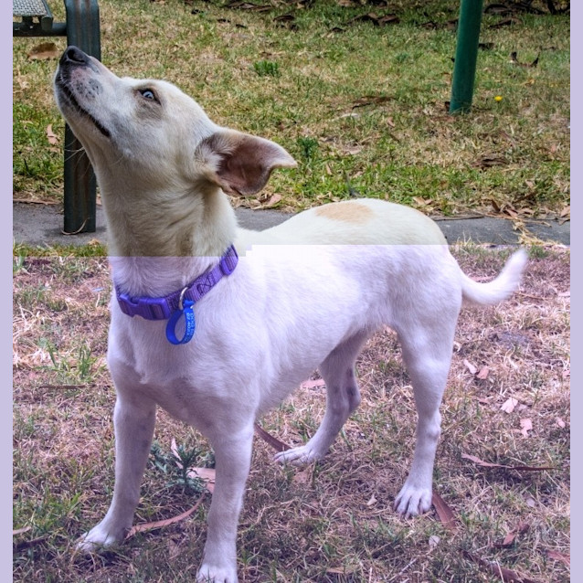 Photo of Princess Tuppence ~ On Trial 6/1/15