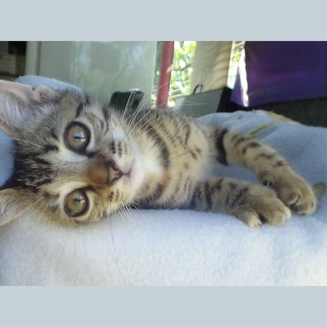 Photo of Lulu