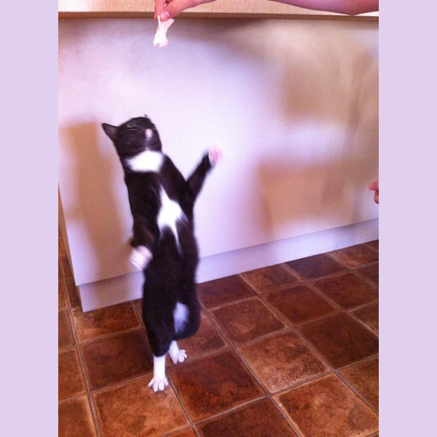 Photo of Dottie Adoption Fee $100.00