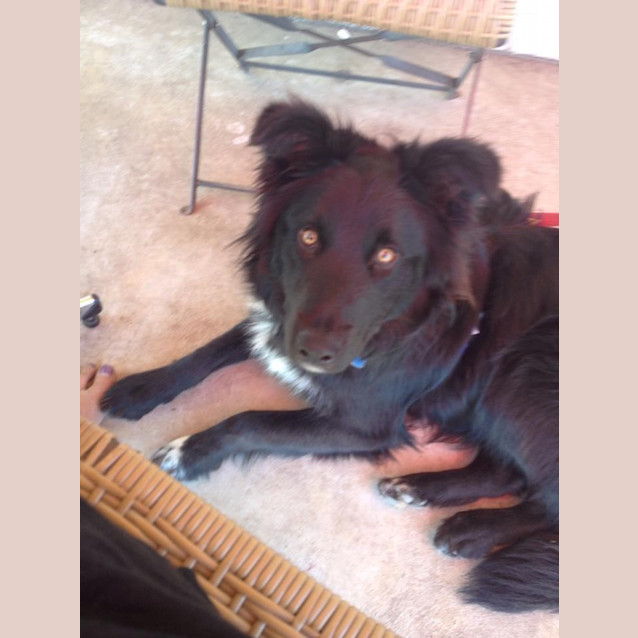 Photo of Jasper ... Just Gorgeous And Cat Friendly Too
