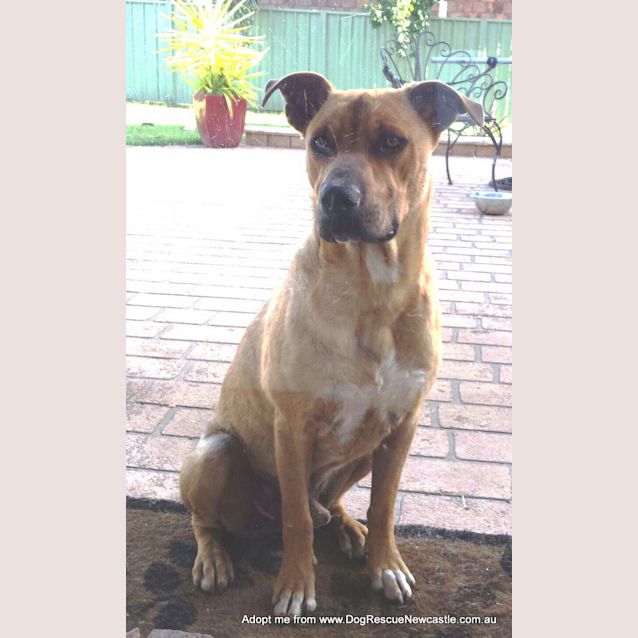 Photo of Leroy (Adopted 24/1/15) ~ 1yo Staffy Mix