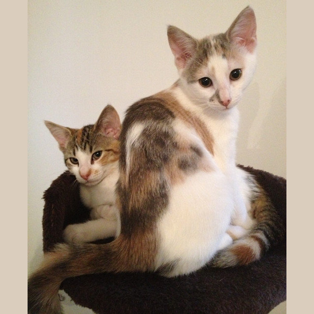 Photo of Precious *On Trial In Her New Home*