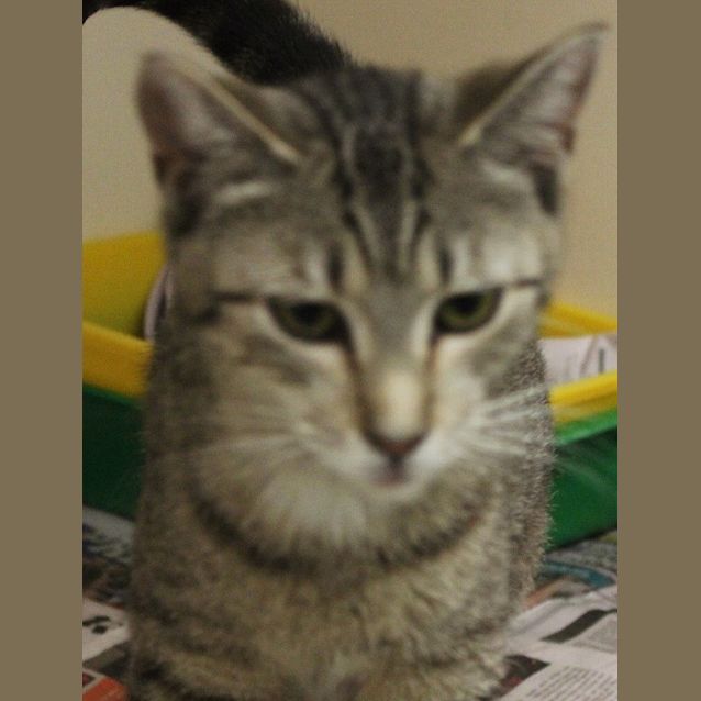 Photo of Soda