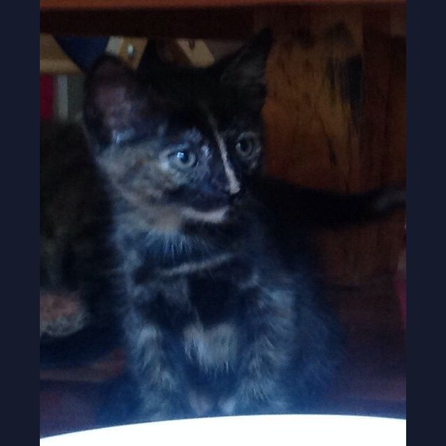 Photo of Black N Ginger Kitten