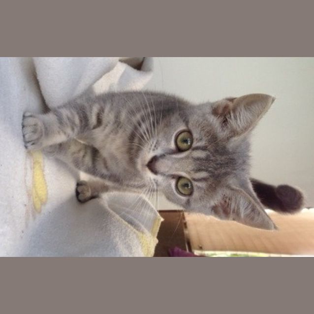Photo of Buttons