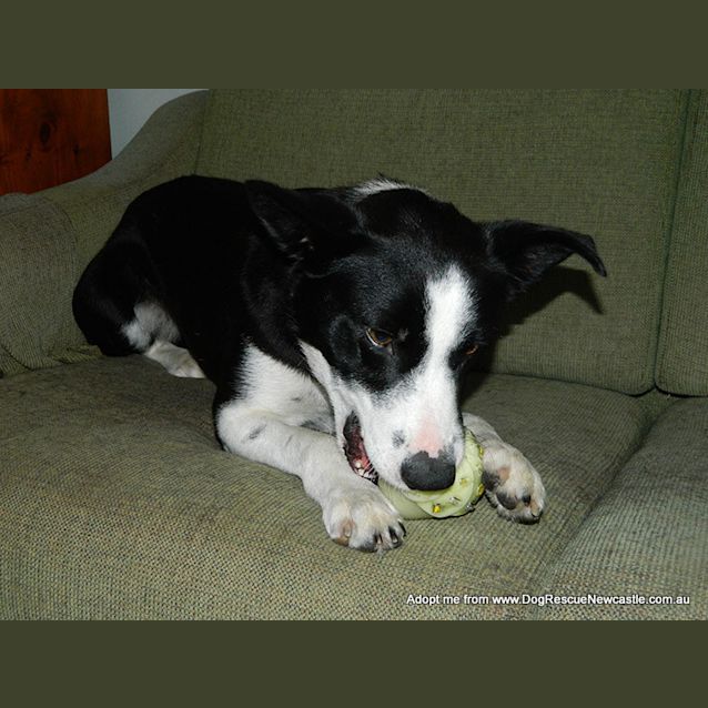 Photo of Roma (On Trial 9/12/14) ~ Border Collie