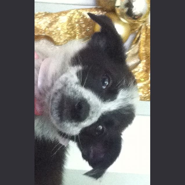 Photo of Nilla