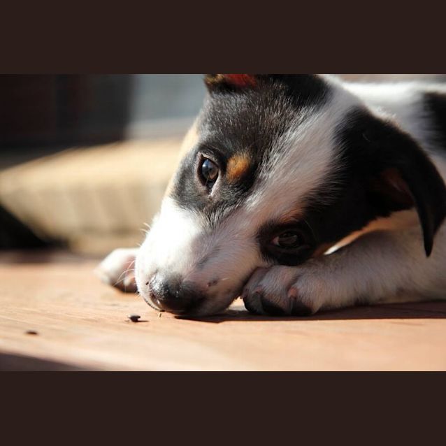 Photo of Spot