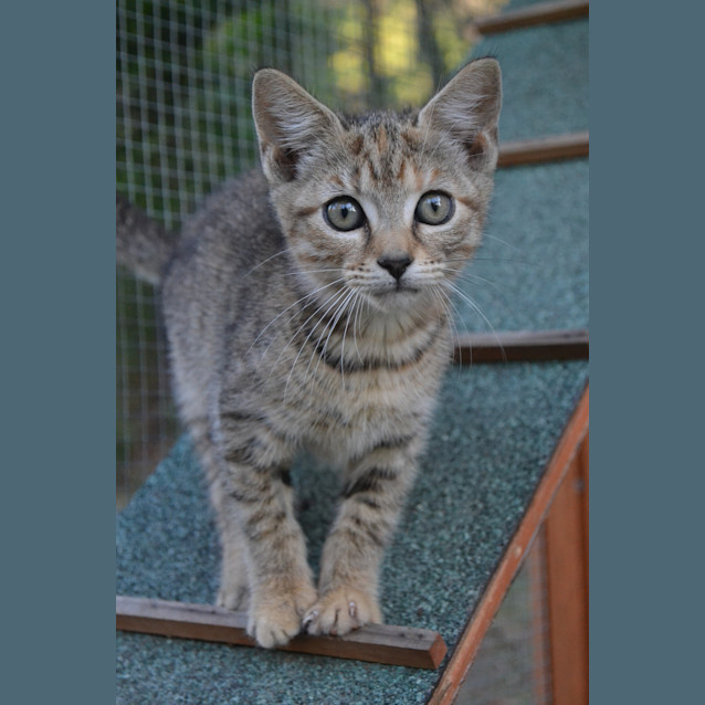 Photo of Lucy **2 For 1 Adoption Fee**