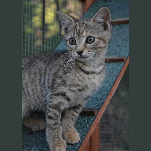 Photo of Lucy **2 For 1 Adoption Fee**