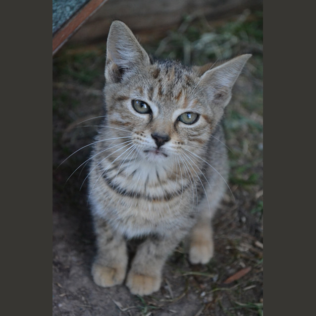 Photo of Lucy **2 For 1 Adoption Fee**