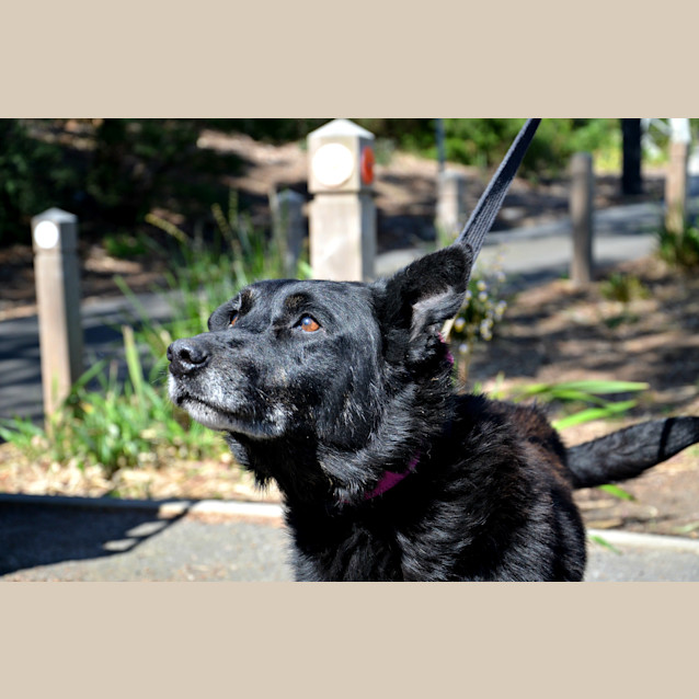 Photo of Blacky