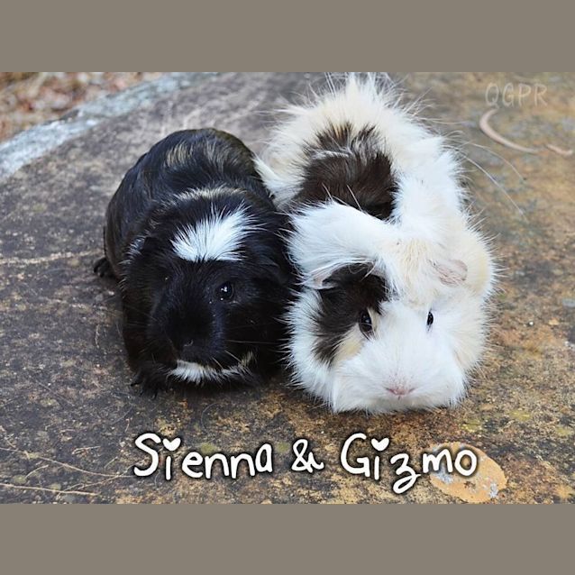 Photo of Sienna And Gizmo