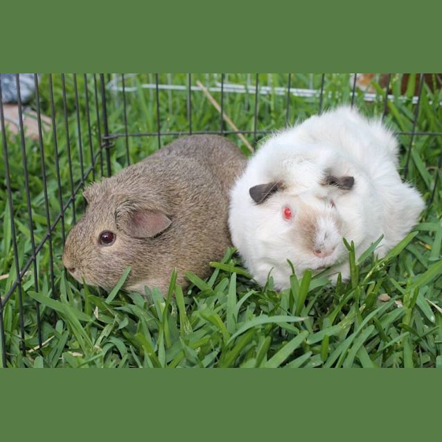 Photo of Ashleigh And Caspian