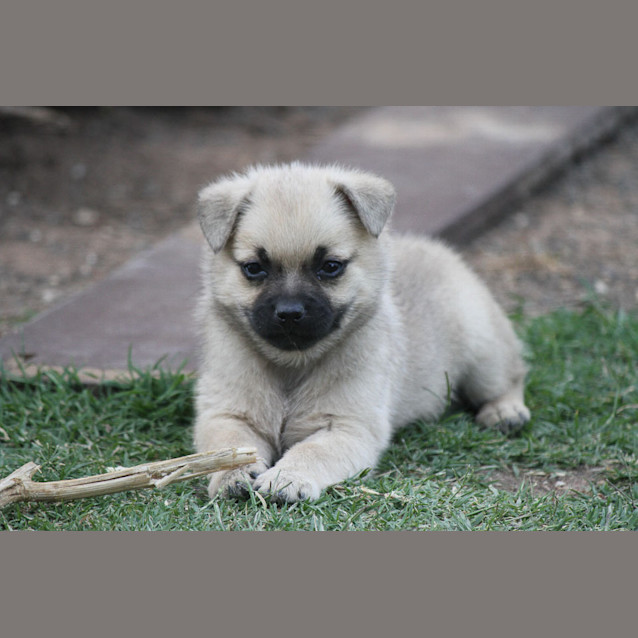 Photo of Pippy (D001)