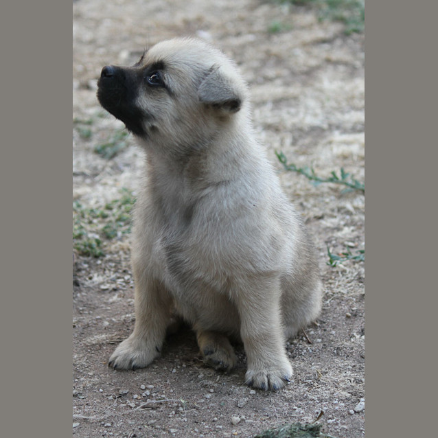 Photo of Pippy (D001)