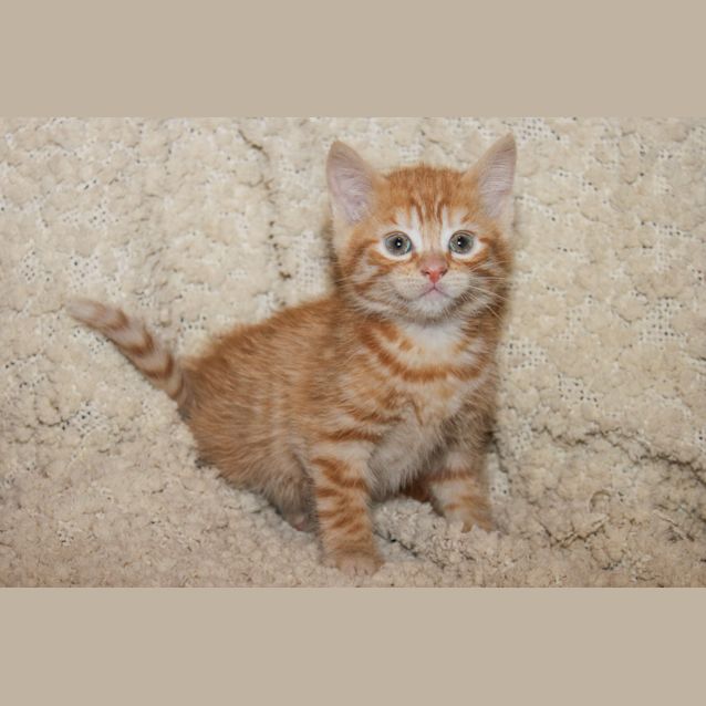 Photo of Thomas (C004) 