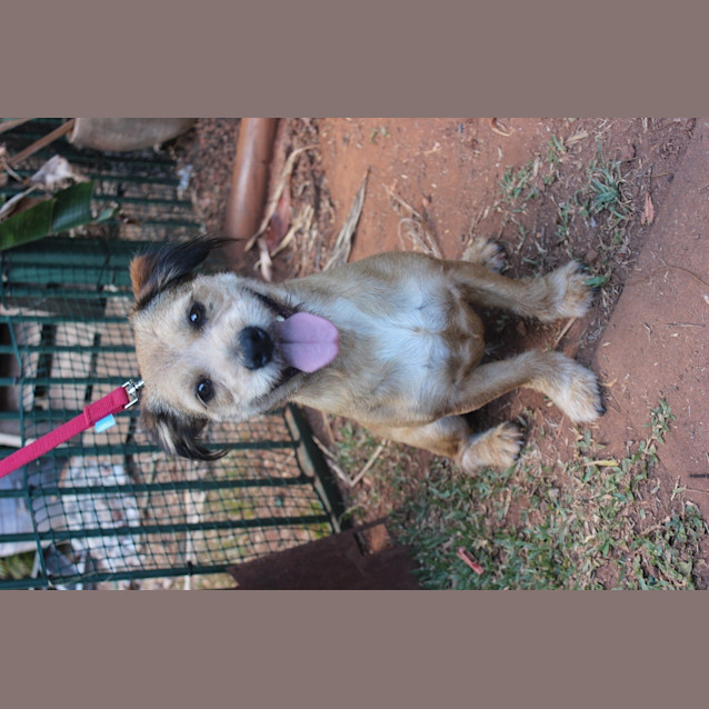 Photo of Buddy
