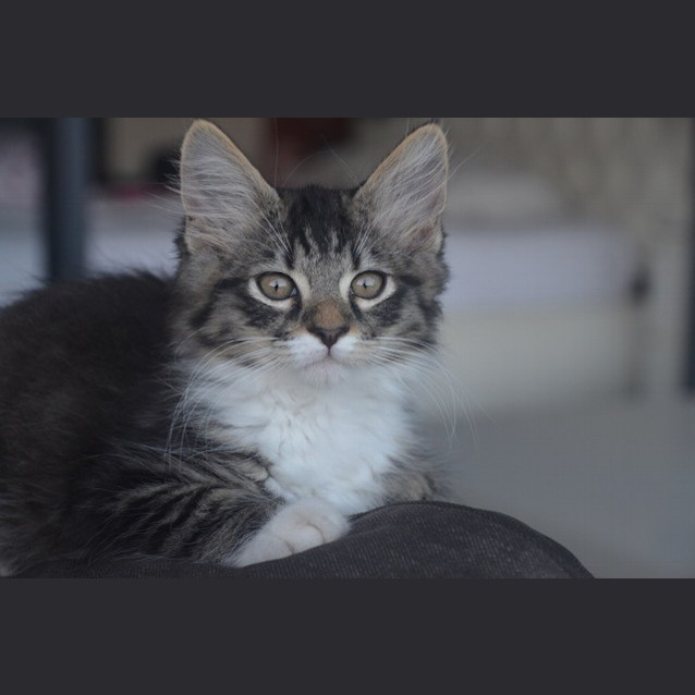 Photo of Shadow