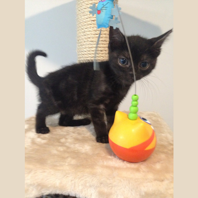 Photo of Nala
