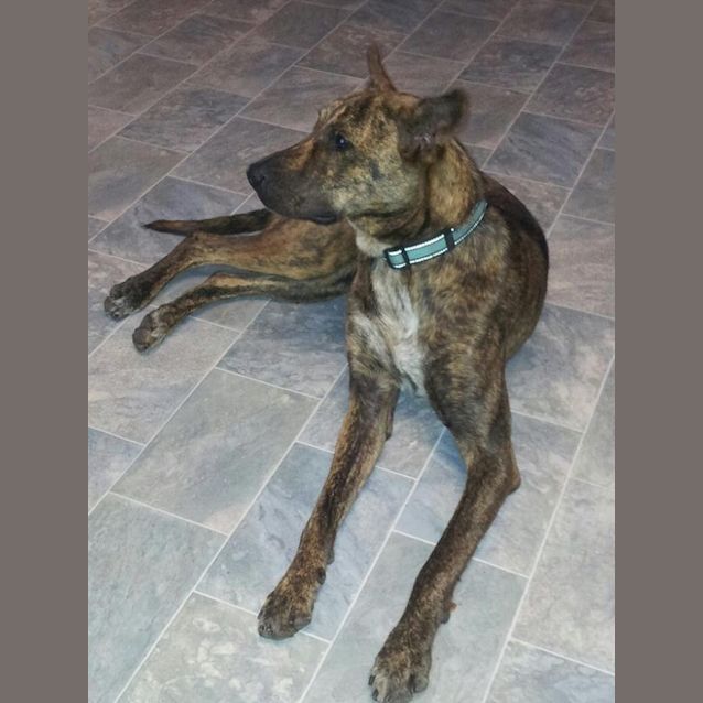 Photo of Logan (Adoption Pending)