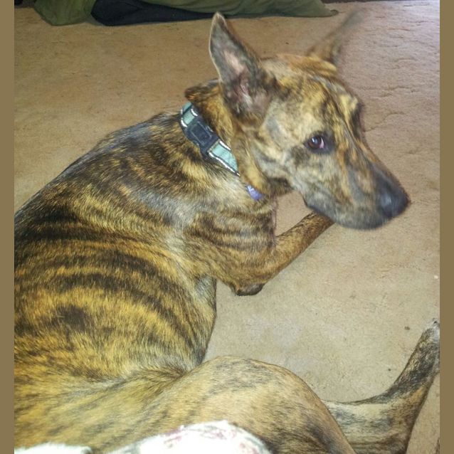 Photo of Logan (Adoption Pending)