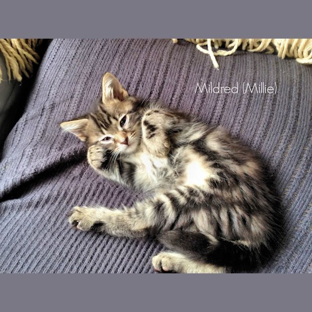Photo of Mildred (Aka Millie)