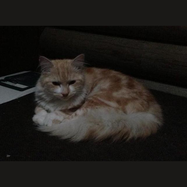Photo of Barney