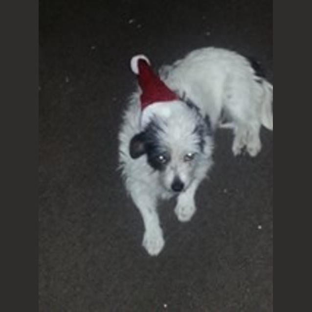 Photo of Stella
