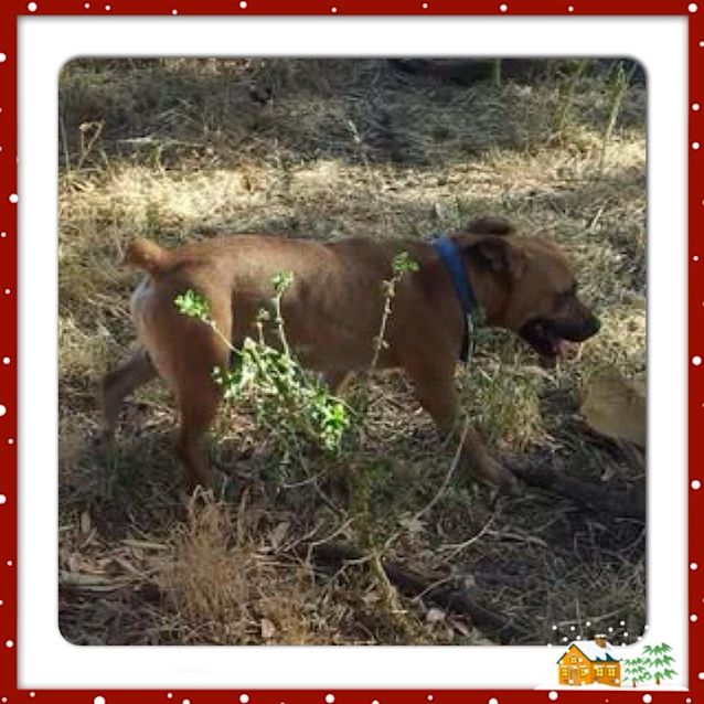 Photo of Ranger ** A Petite English Staffy **