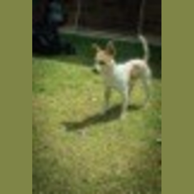 Photo of Little Luke Ed0005 