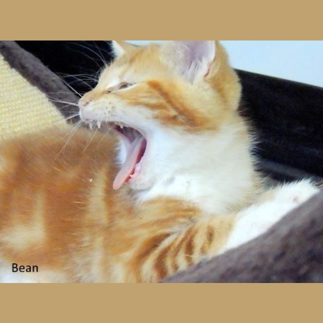Photo of Bean