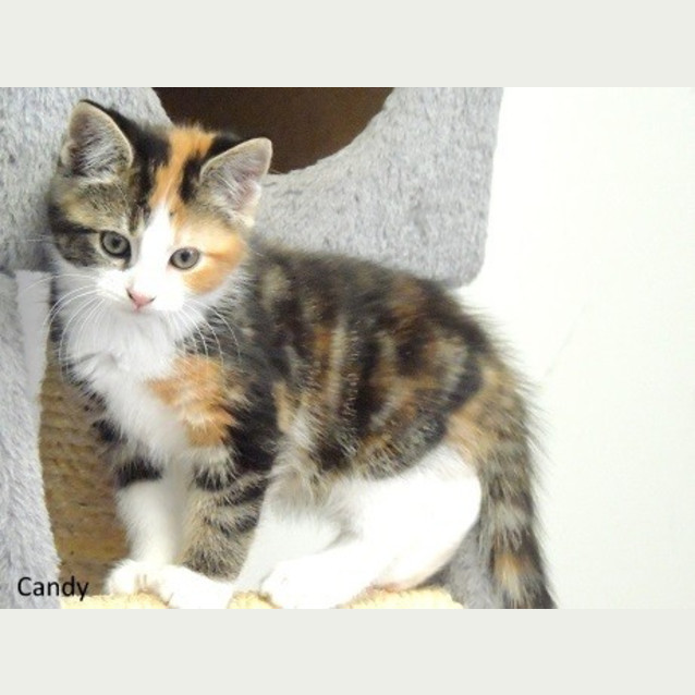 Photo of Candy