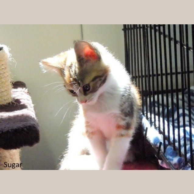 Photo of Sugar