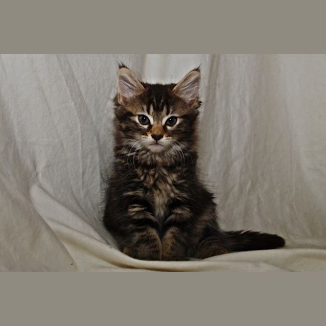 Photo of Shelly (Pre Adoption)