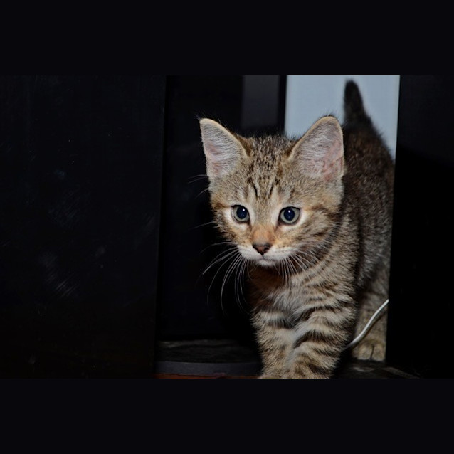 Photo of Summer (Pre  Adoption)