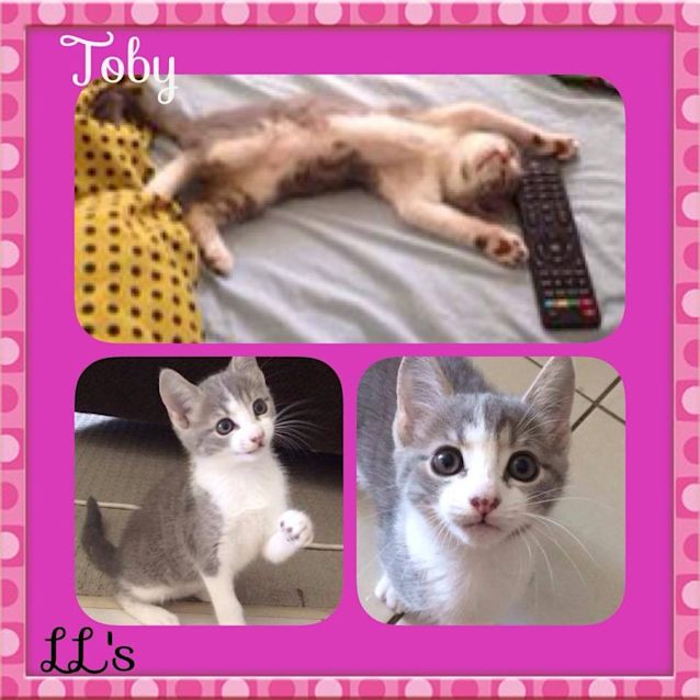 Photo of Toby