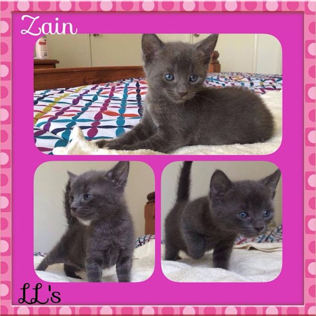 Photo of Zain
