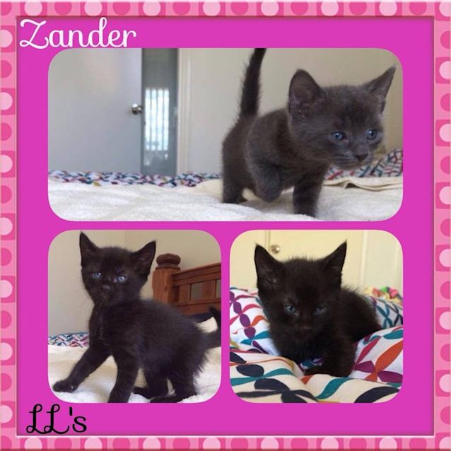 Photo of Zander 
