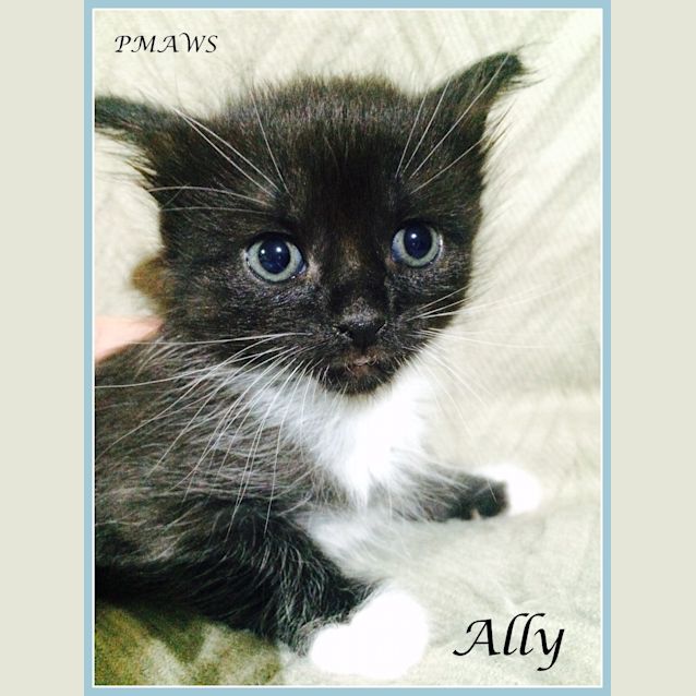 Photo of Ally