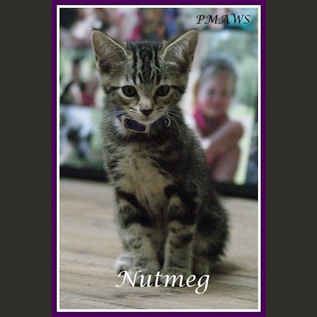 Photo of Nutmeg