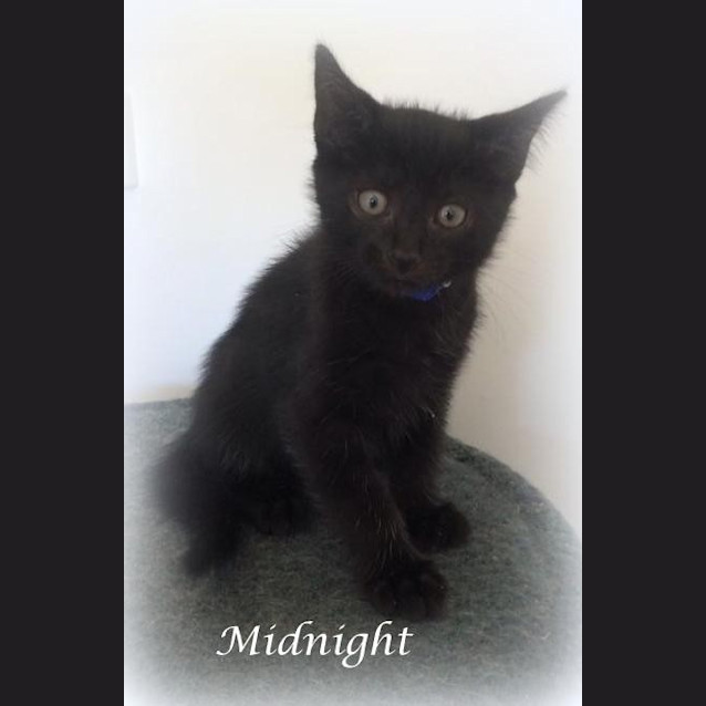 Photo of Midnight