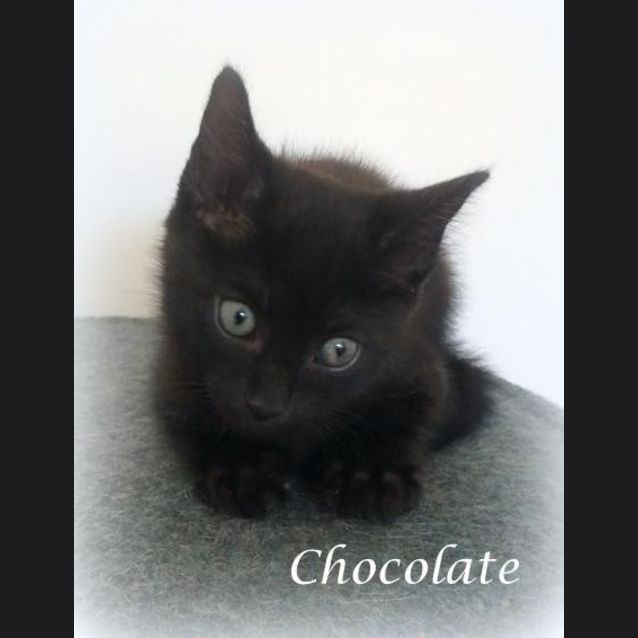 Photo of Chocolate
