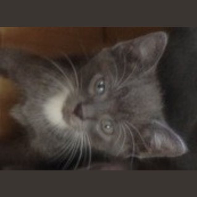 Photo of Albert