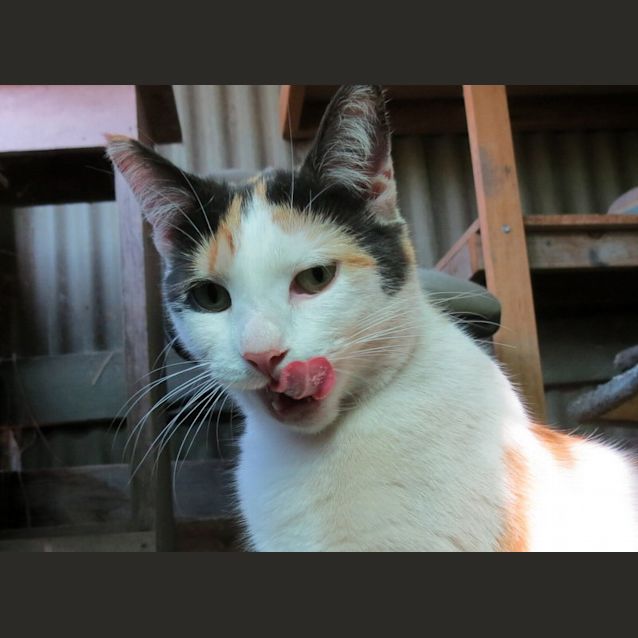 Photo of "Checkers" $49   Purrfect Match