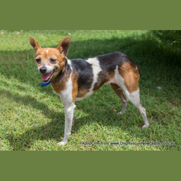 Photo of Sootie (New Listing Created) ~ Senior Mini Foxy