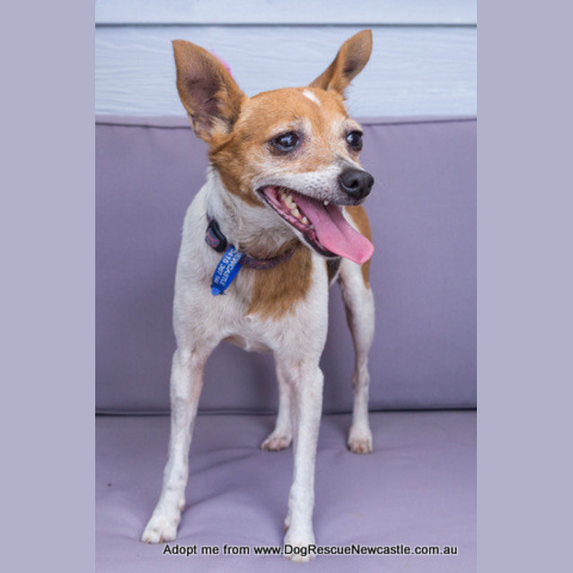 Photo of Sootie (New Listing Created) ~ Senior Mini Foxy