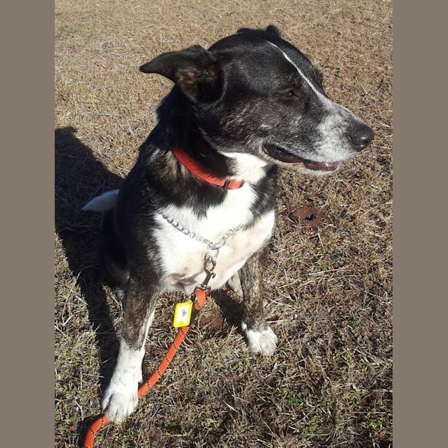 Photo of Morgan (Adoption Pending)